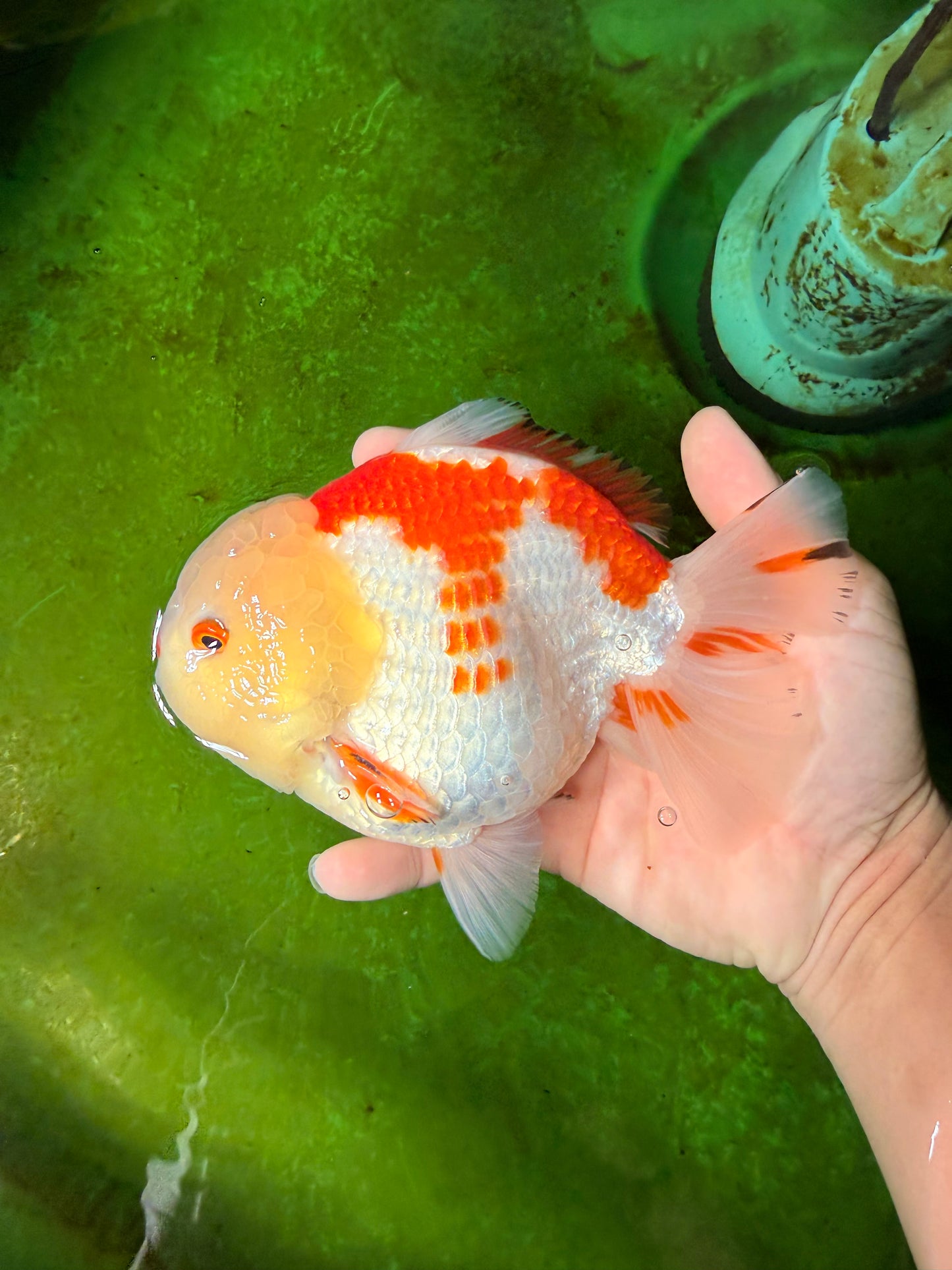 CHUBBY A Grade Red White Yuanbao Male 6 inches #041026YB_26