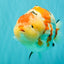 AAA Grade Super Special Sanke Kohaku Sakura Ranchu Female 6-6.5 inches #100226RC_25