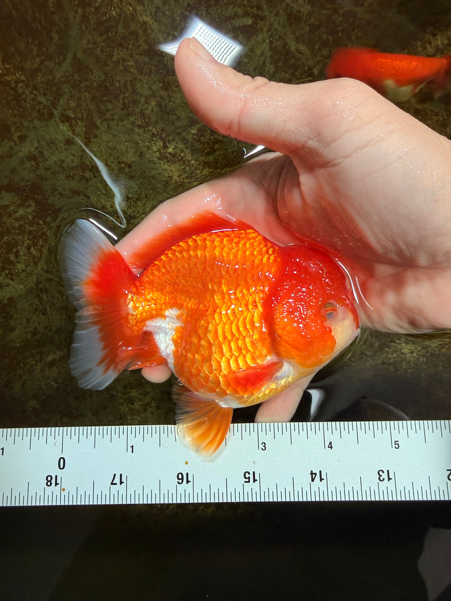 CHUBBY AAA Grade Red White Yuanbao Male 4.5 inches #121225YB_01