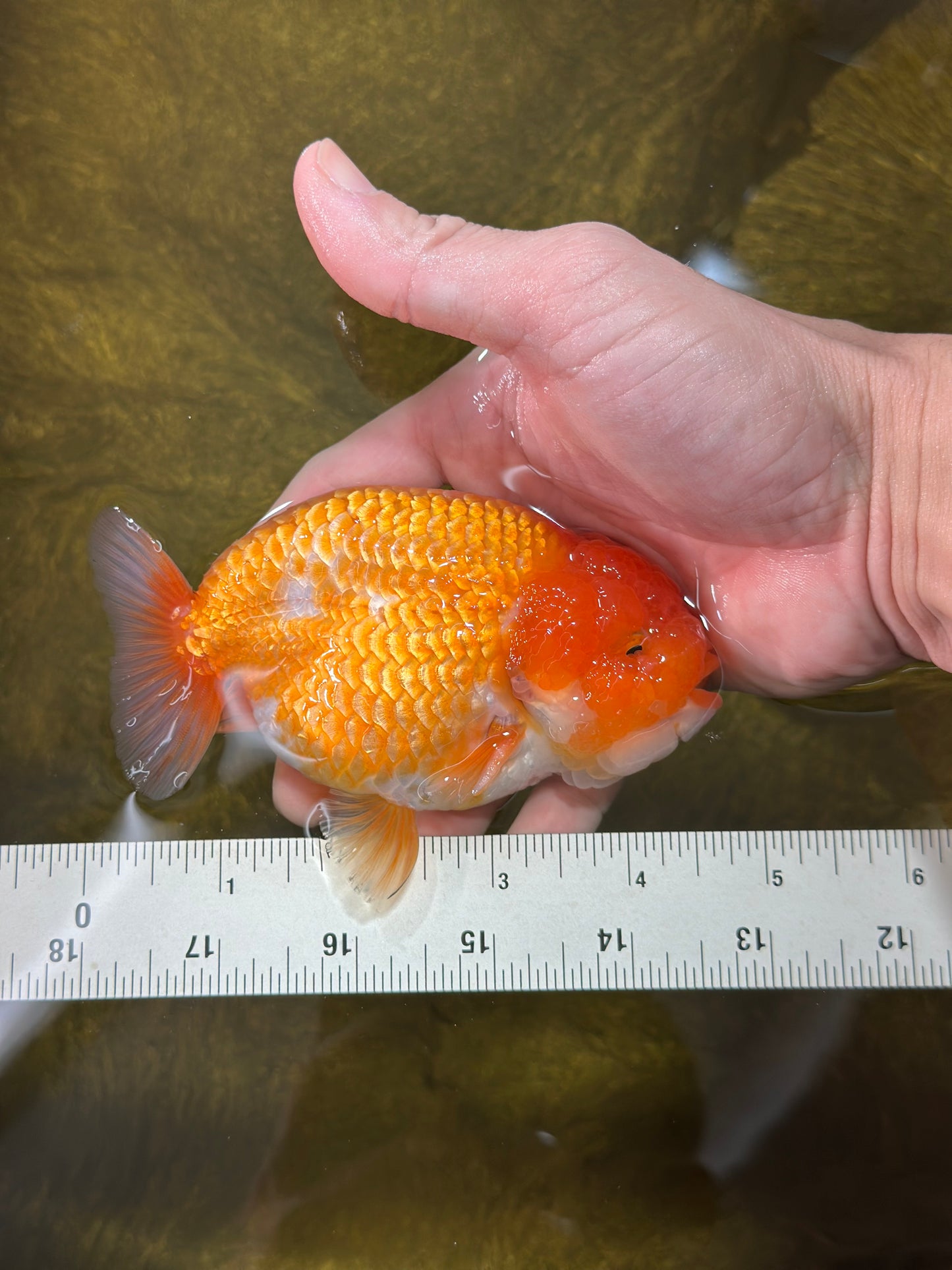 A Grade Mac N' Cheese Red White LionKing 4.5 inches #020725LC_14