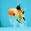 A Grade Tricolor Oranda Male 4.5 inches #050225OR_10