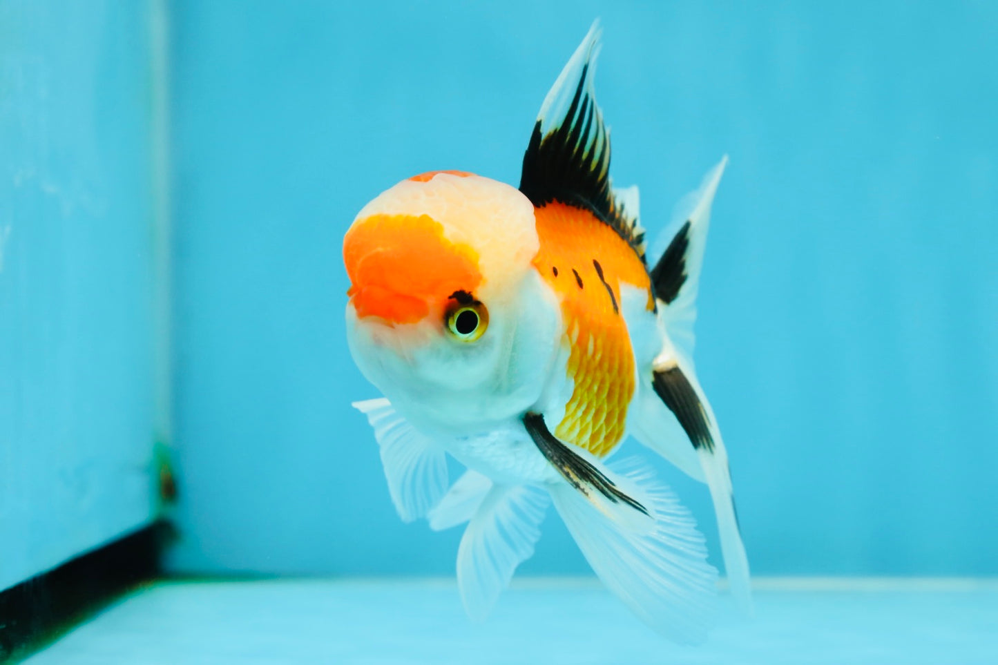 A Grade Tricolor Oranda Male 4.5 inches #050225OR_10