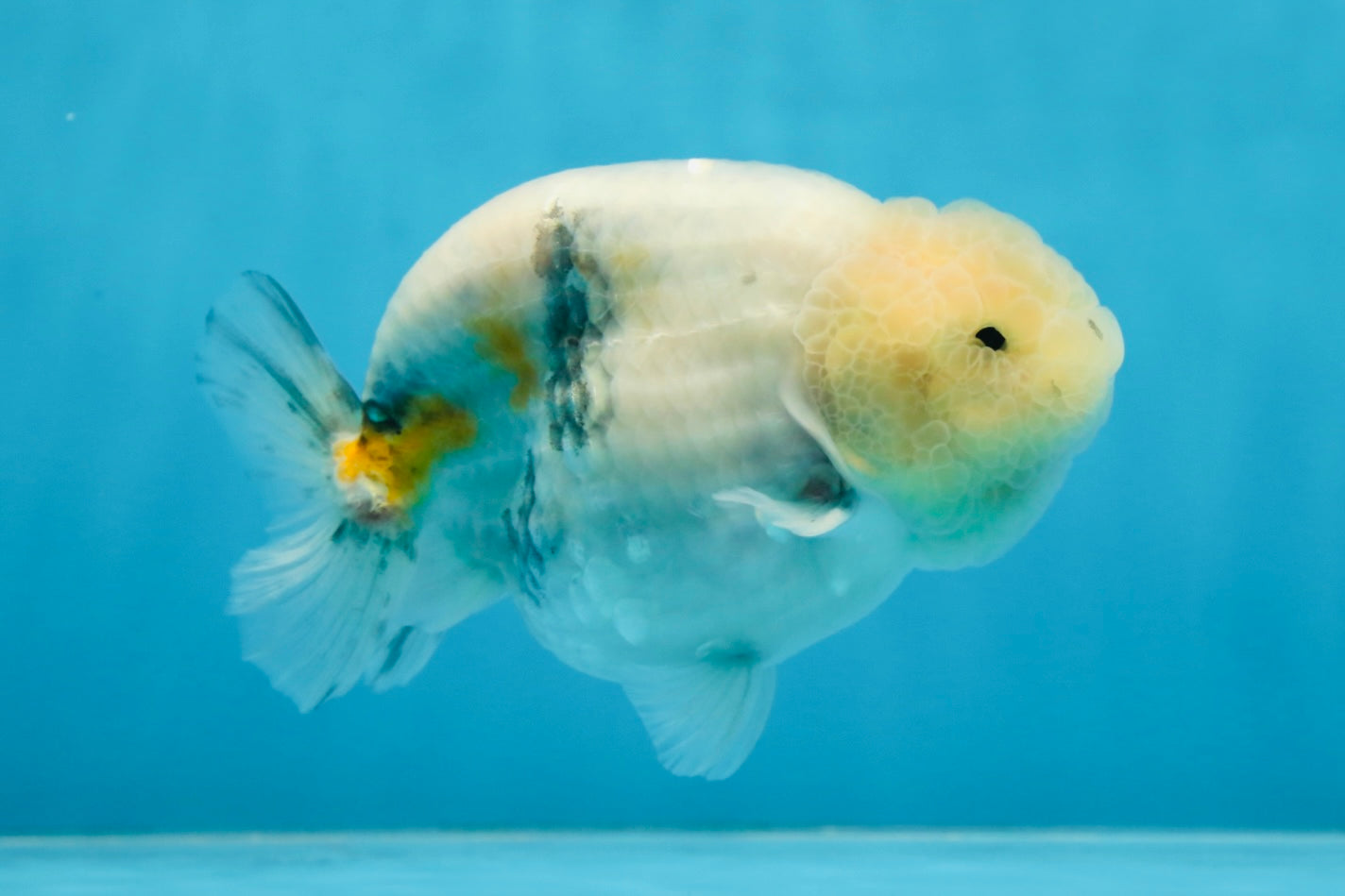 A Grade Marble LionKing Male 4.5-5 inches #070425LC_12