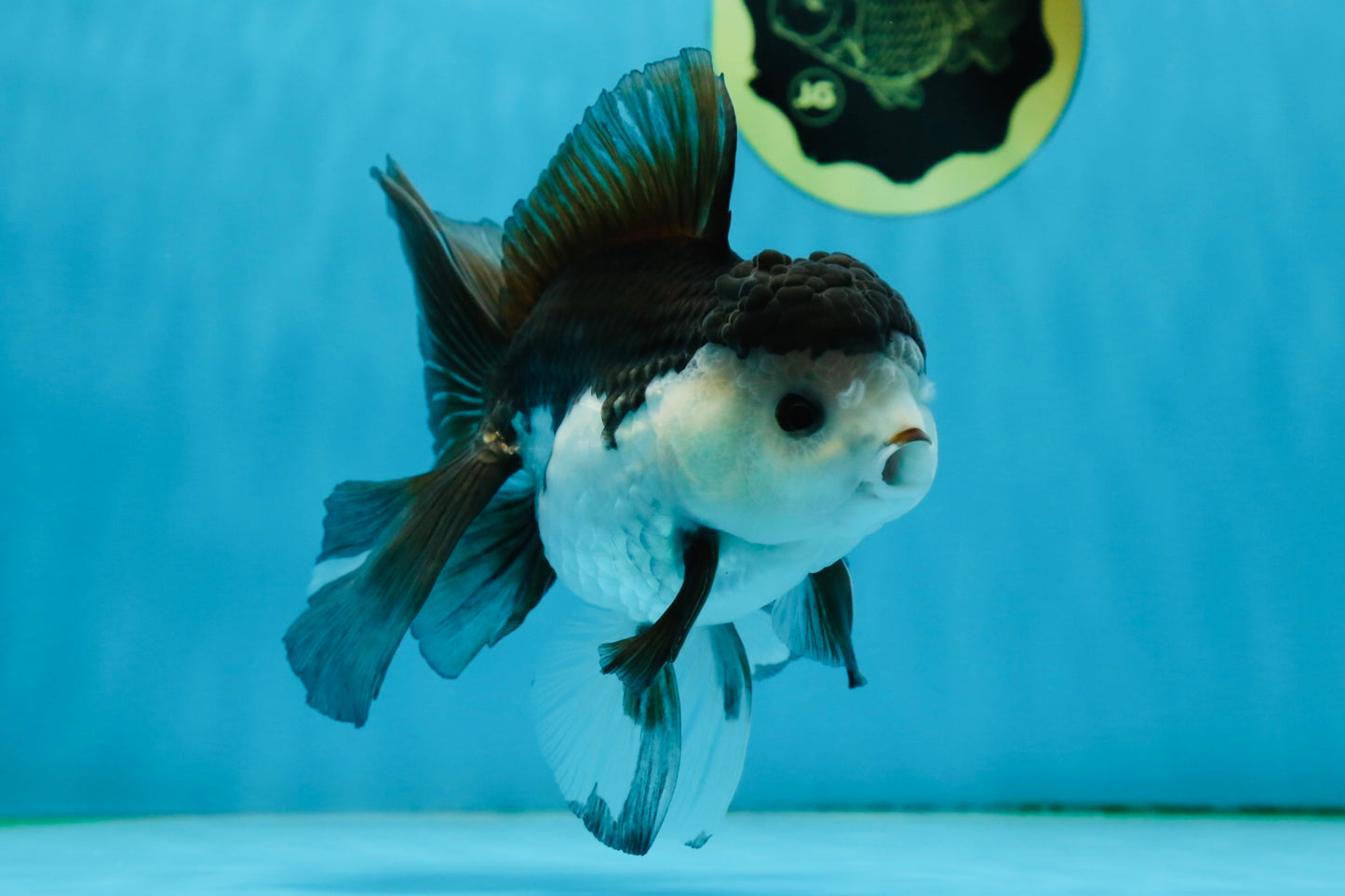 A Grade Panda Button Eyes Oranda Male 5-5.5 inches #011725OR_04