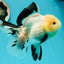 A Grade Fluffy Wen Panda Oranda Female 5-5.5 inches #110824OR_03