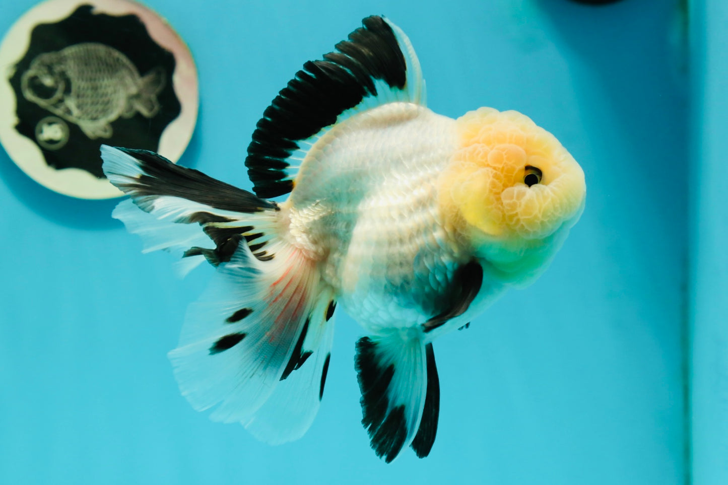 A Grade Fluffy Wen Panda Oranda Female 5-5.5 inches #110824OR_03