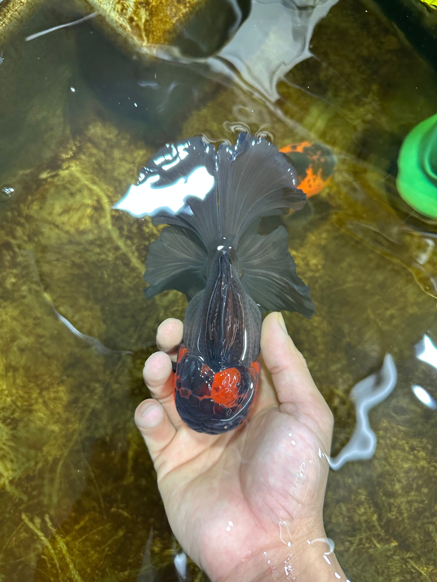 A Grade Lava Head Apache Oranda Male 6 inches #091925OR_13