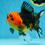 A Grade Apache Button Eyes Oranda Male 5-5.5 inches #080125OR_21