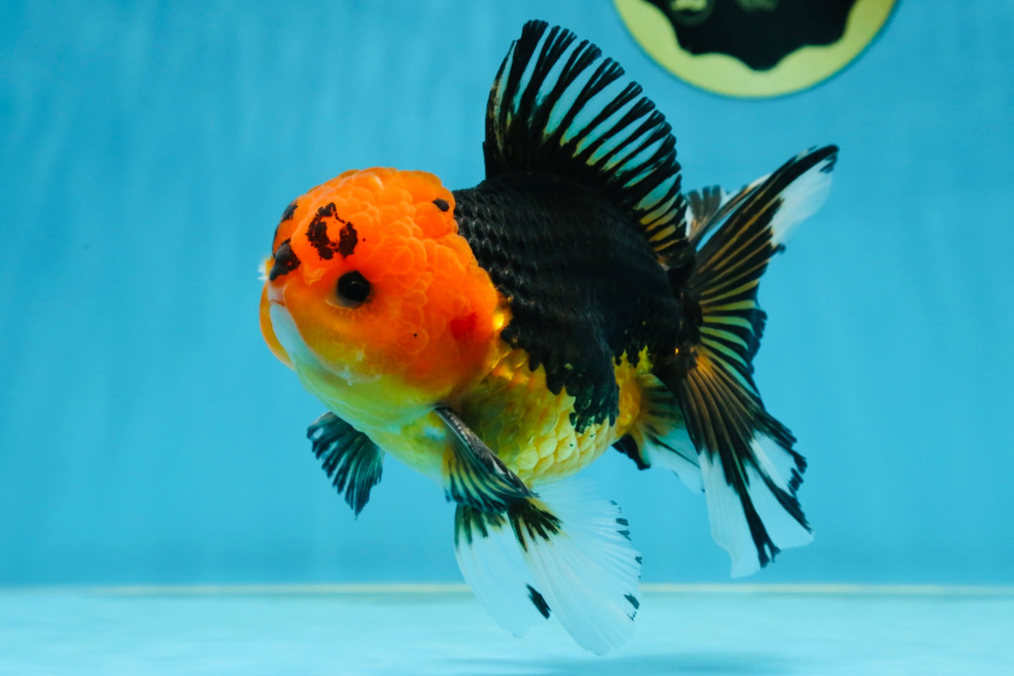 A Grade Apache Button Eyes Oranda Male 5-5.5 inches #080125OR_21