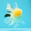 AAA Grade Lemonhead Oranda Male 5 inches #0510OR_09