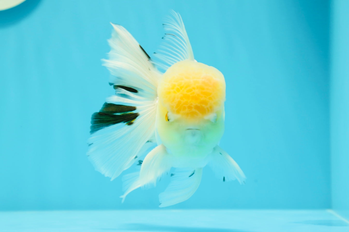 AAA Grade Lemonhead Oranda Male 5 inches #0510OR_09