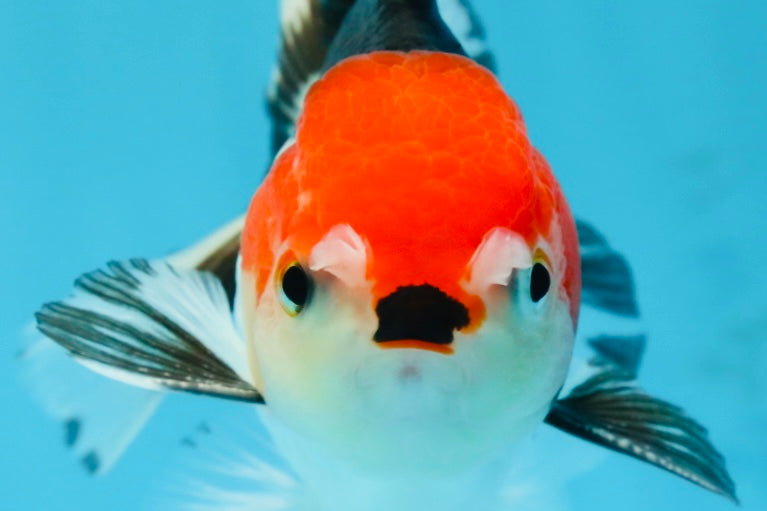 A Grade Young Tricolor Oranda Male 4.5 inches #061325_01