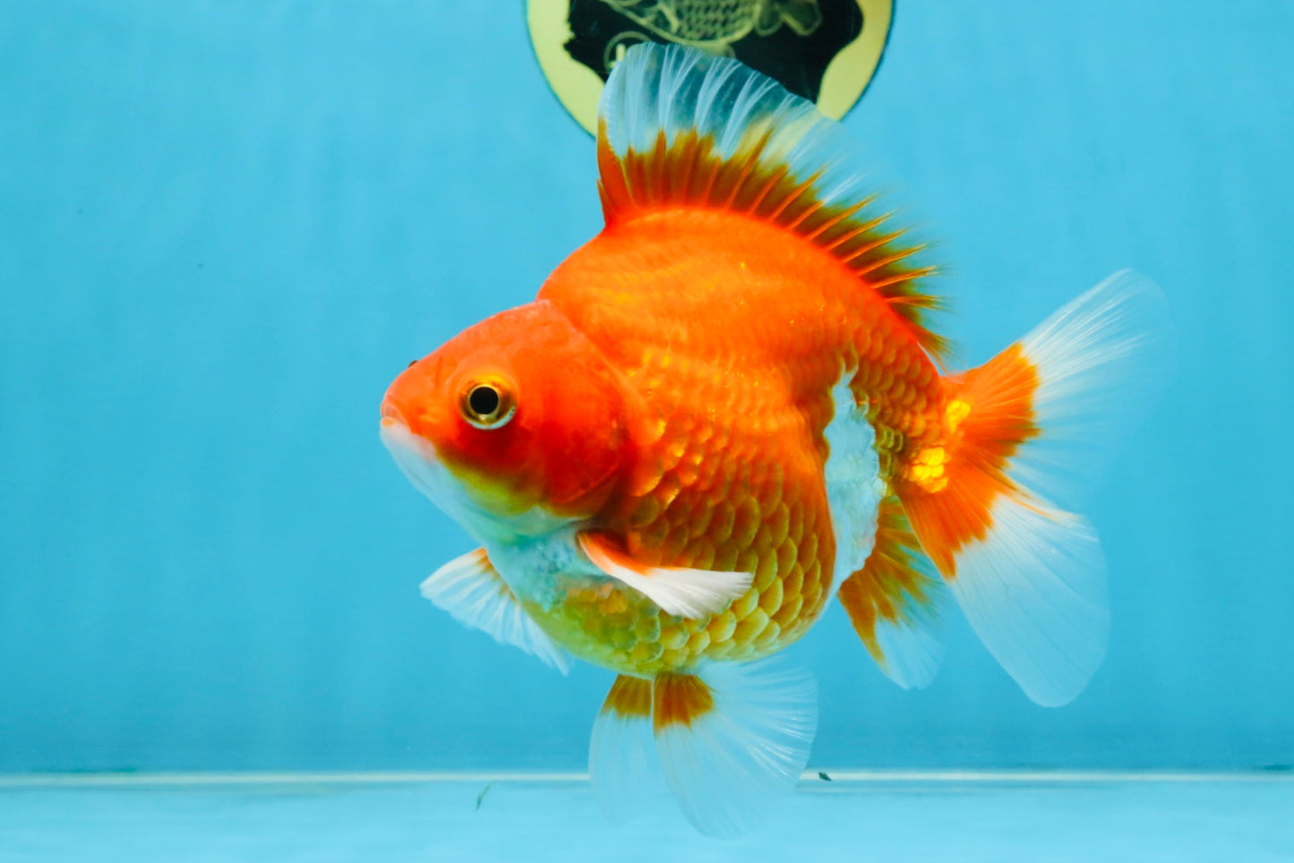 A Grade Red White Ryukin Male 5.5 inches #111425RK_13