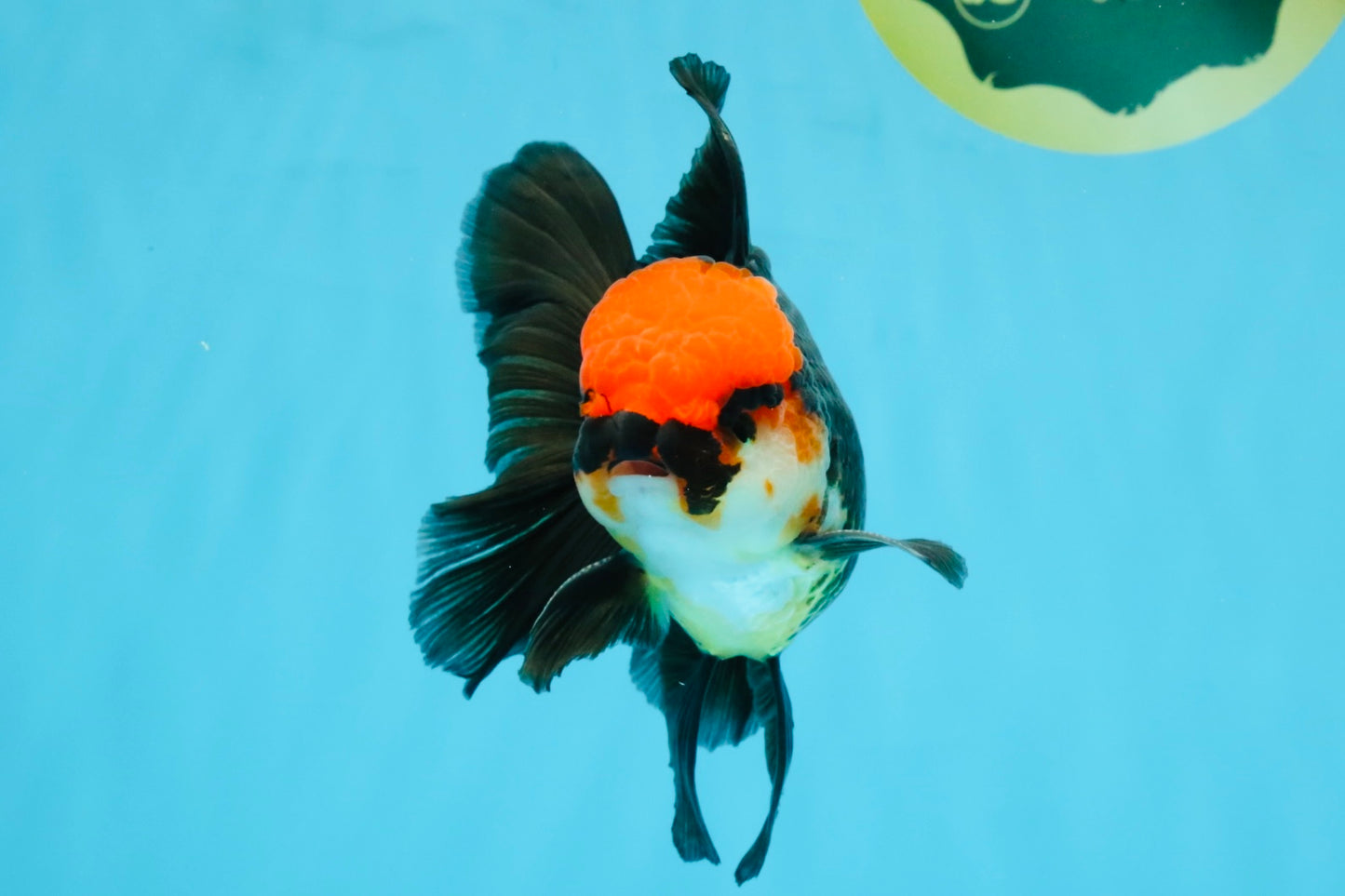 MUSTACHE A Grade Tricolor Oranda Male 5-5.5 inches #032726OR_11