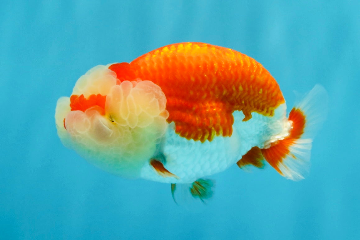 BIG WEN A Grade Red White LionQueen 4.5 inches #041026LC_15