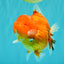 TOMATO AAA Grade Red Sakura Yuanbao Male 5 inches #092526YB_11