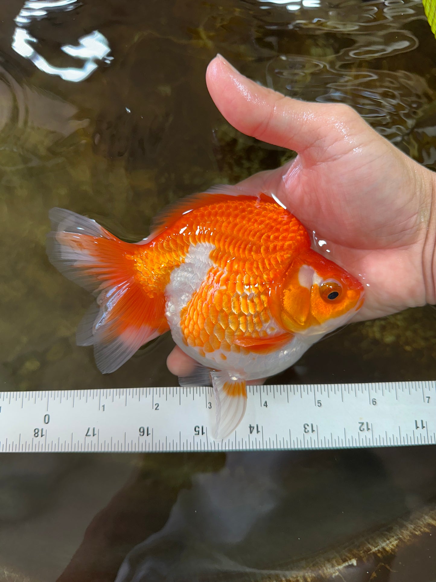 A Grade Ryukin Red White Female 5 inches #070425RK_04