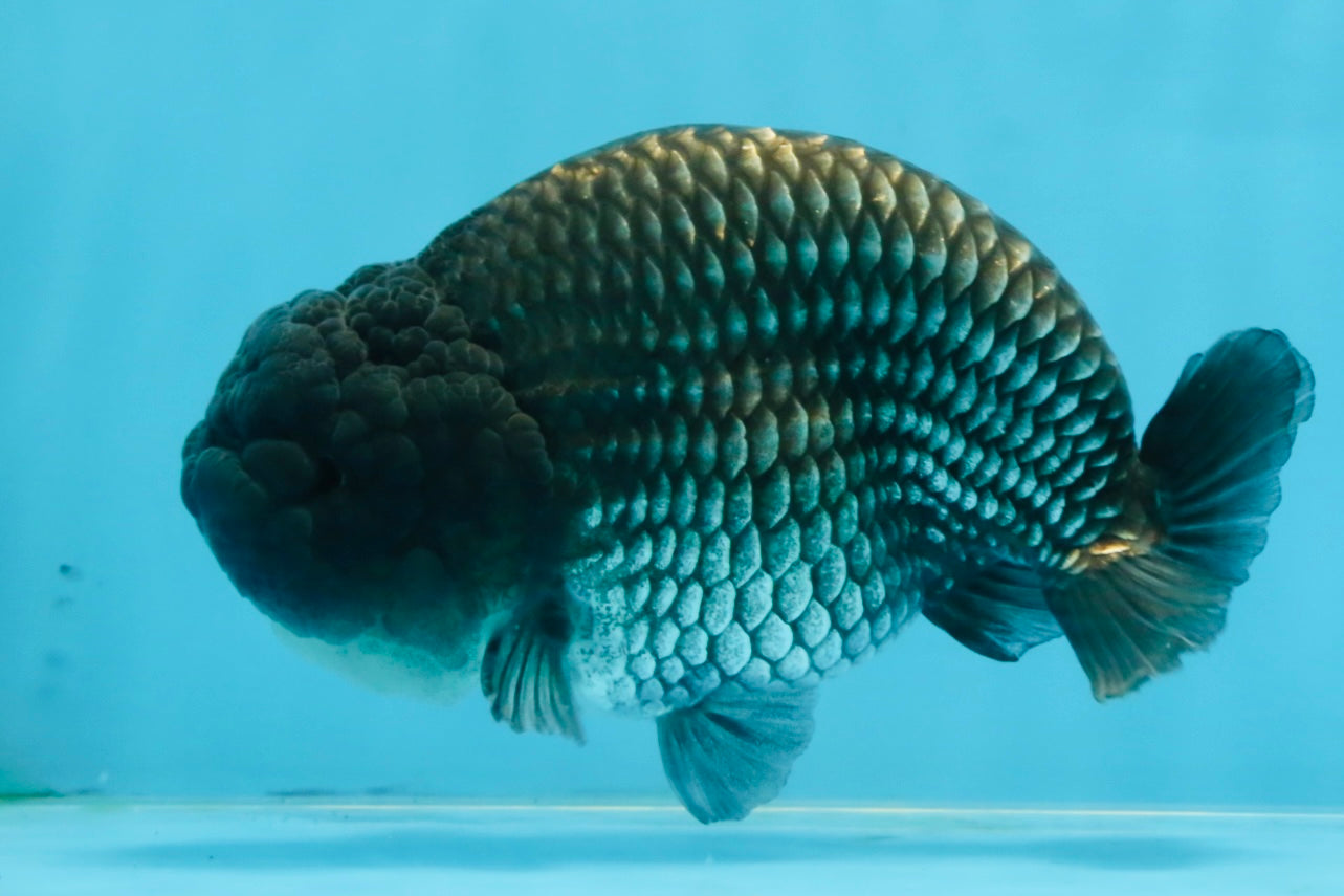 FLUFFY WEN A Grade Black Blue LionKing 5.5 inches #110725LC_16