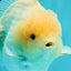 AAA Grade White Yuanbao Male 4.5-5 inches #072426YB_28