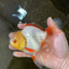 A Grade Butterfly White Orange Oranda Female 5.5 inches #062725OR_23