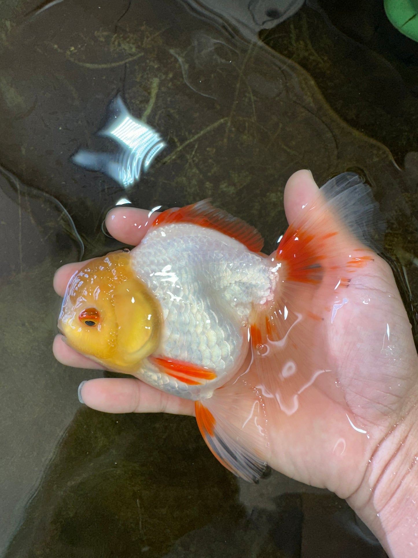A Grade Butterfly White Orange Oranda Female 5.5 inches #062725OR_23