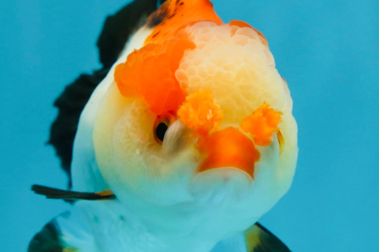 Pompom Tricolor Yuanbao Female 4 inches #050925YB_28