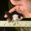 Panda Oranda Female 3.5 inches #1018OR_12