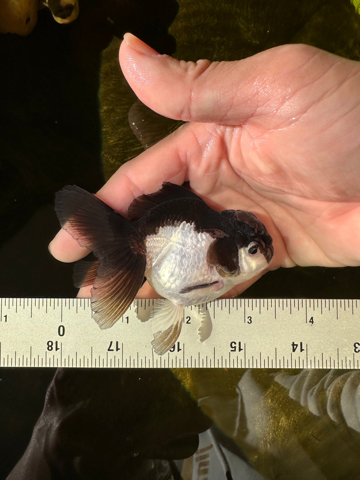 Panda Oranda Female 3.5 inches #1018OR_12