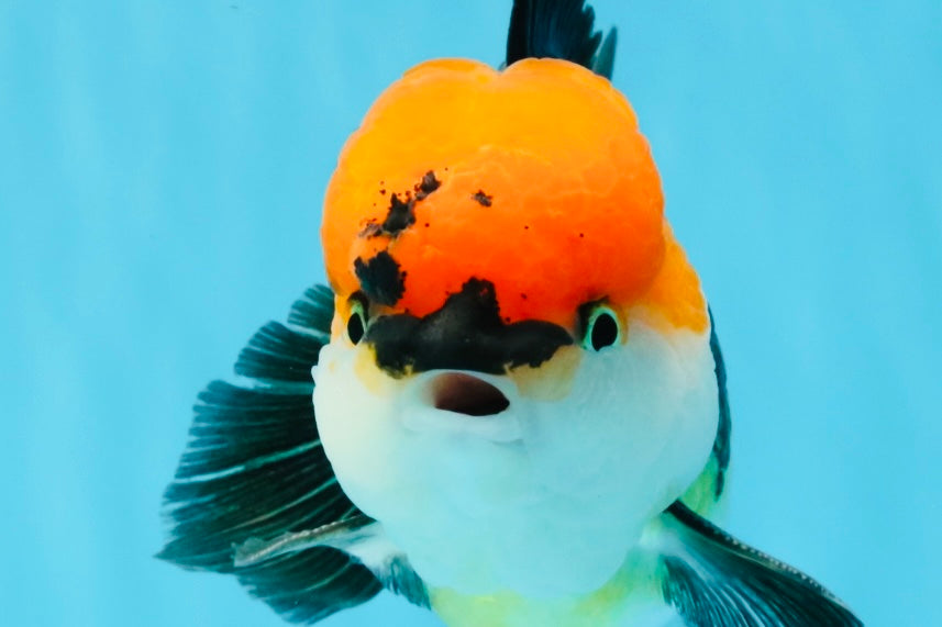 CHARLIE Tricolor Oranda Male 5-5.5 inches #040326OR_10