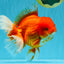 JUMBO A Grade Red White Oranda Male 7 inches #041026OR_03