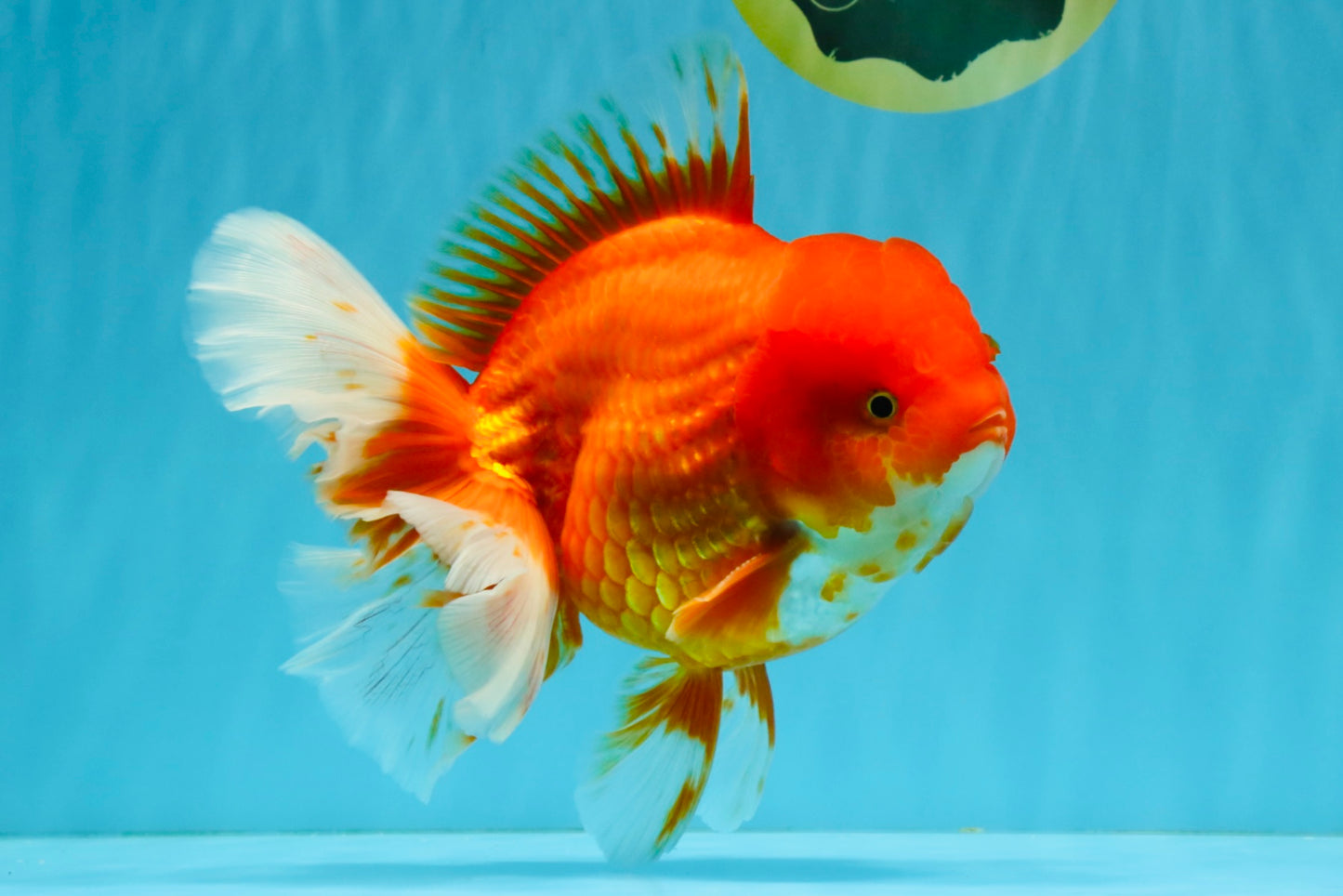 JUMBO A Grade Red White Oranda Male 7 inches #041026OR_03