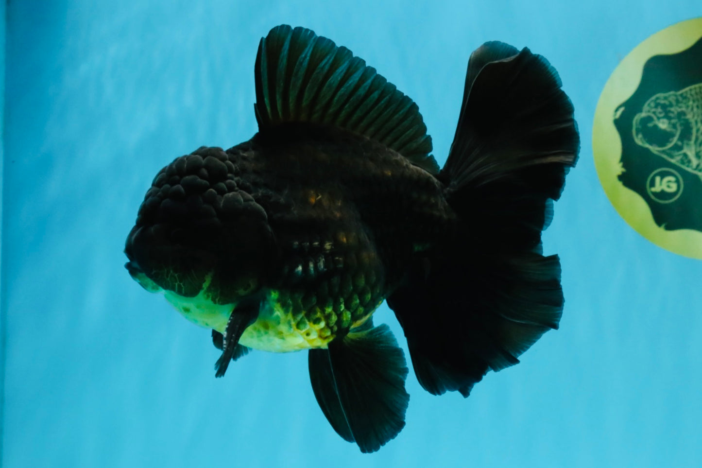 Apache Oranda Male 5.5-6 inches #040326OR_08