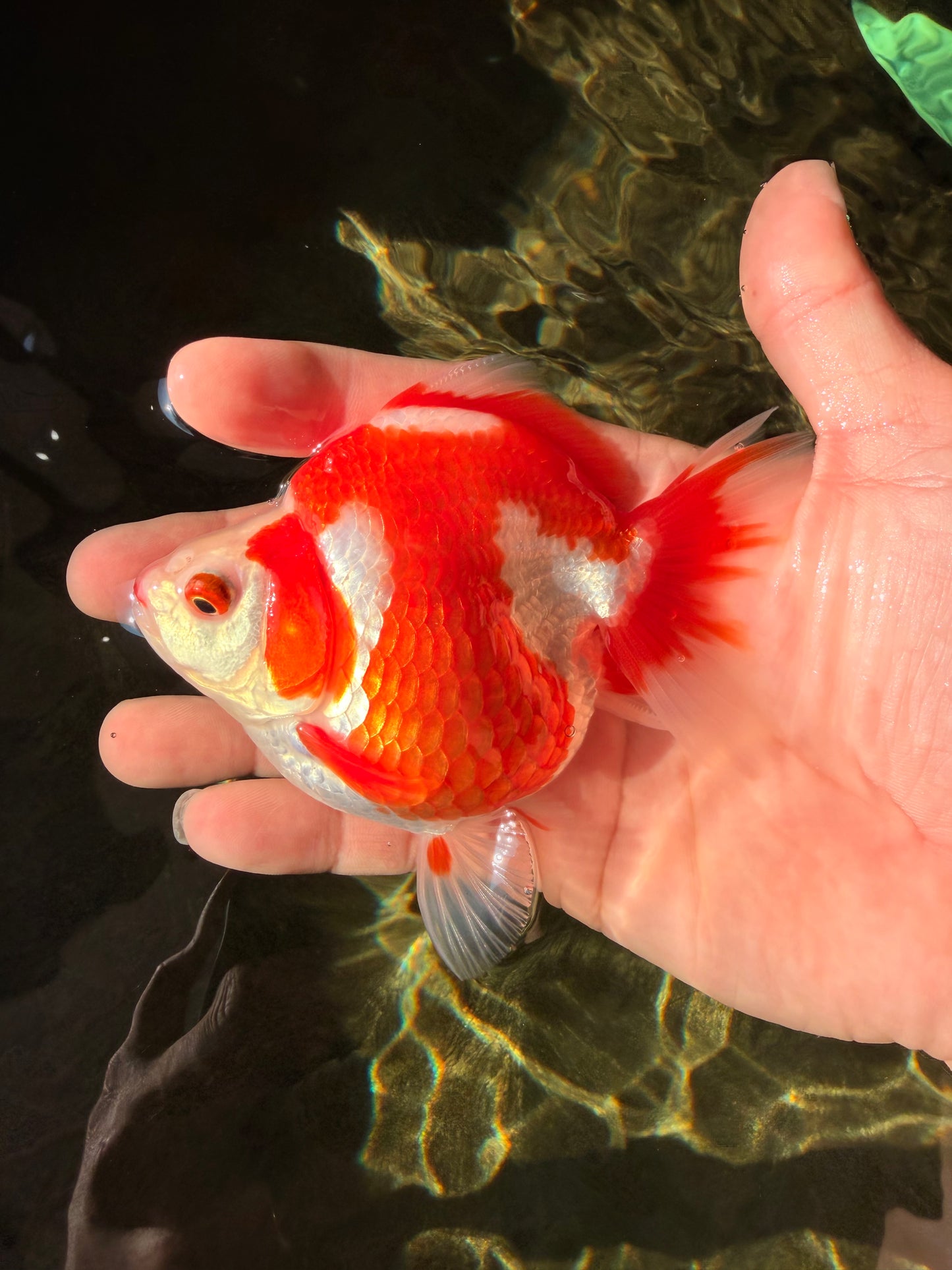 AAA Grade Red White Ryukin Female 4-4.5 inches #030626RK_16