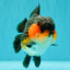SHOW GRADE CHUBBY Tricolor Yuanbao Male 5 inches #071026YB_08