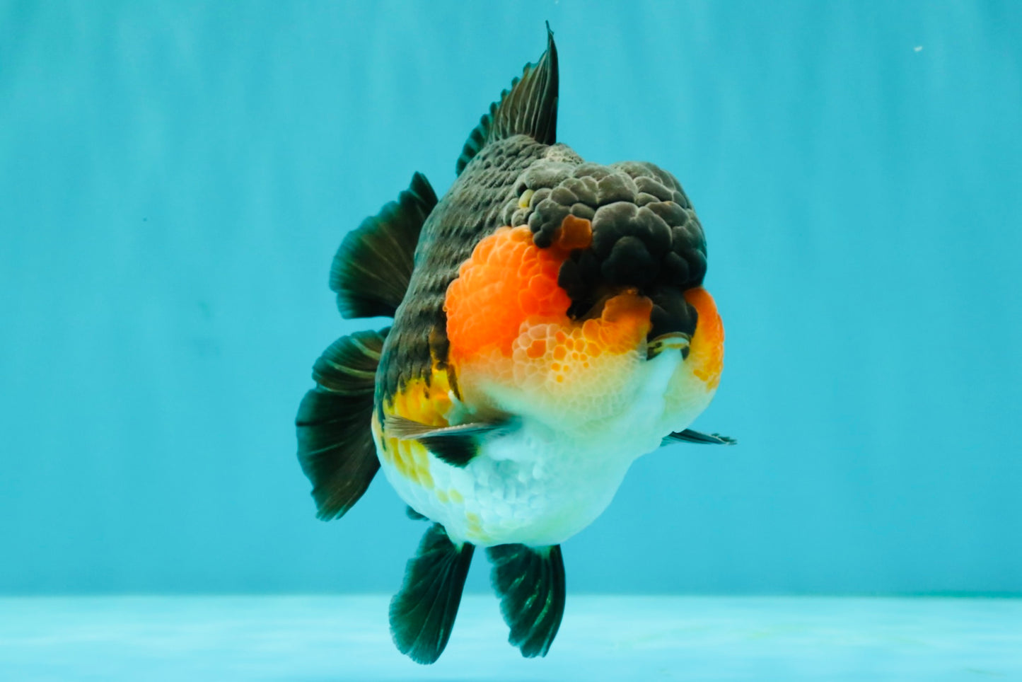 SHOW GRADE CHUBBY Tricolor Yuanbao Male 5 inches #071026YB_08
