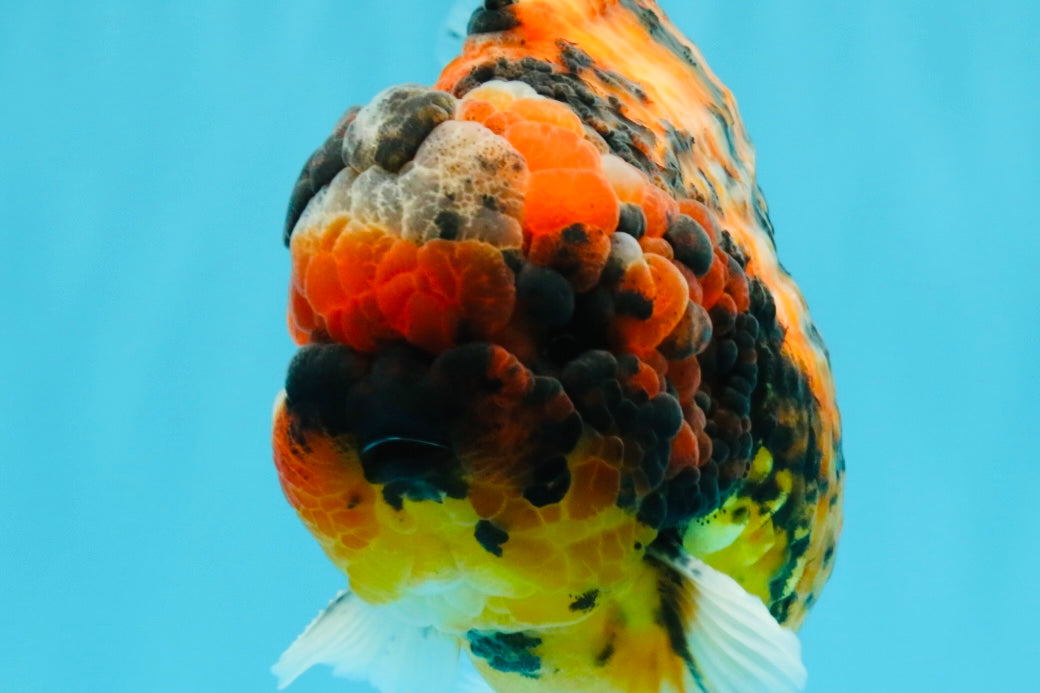 SUPER Special AAA Grade Godzilla Tiger Yuanbao Male 5 inches #022726YB_01