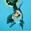 A Grade Panda Oranda Male 5 inches #100325OR_22