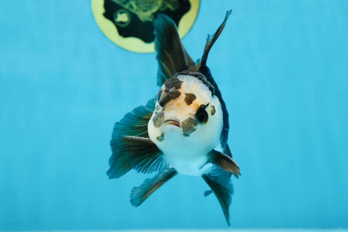 A Grade Panda Oranda Male 5 inches #100325OR_22