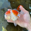 AAA Grade PUPPY Sakura Oranda Male 5 inches #062025OR_14
