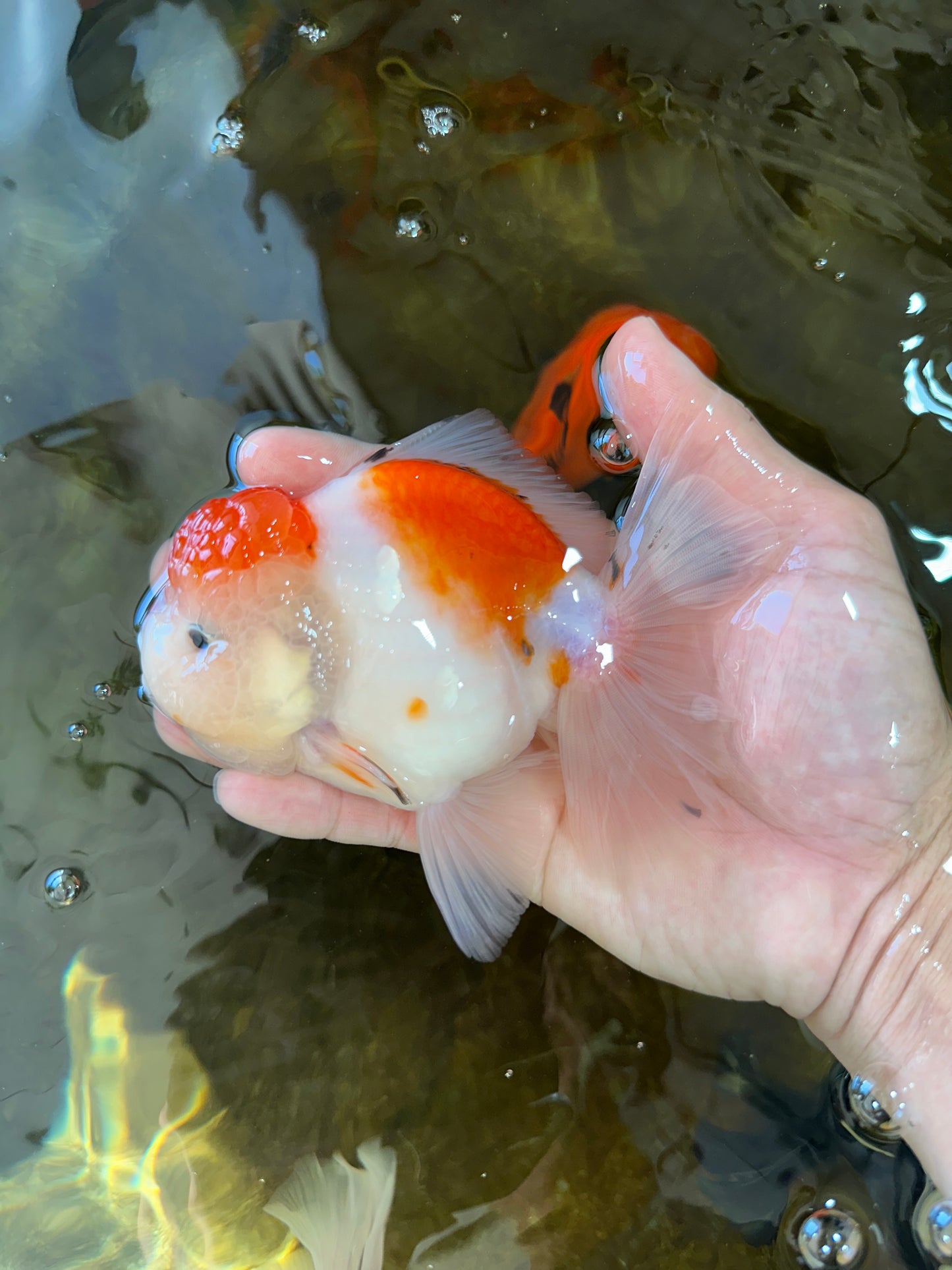 AAA Grade PUPPY Sakura Oranda Male 5 inches #062025OR_14
