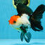 Tricolor Oranda Female 5.5 inches #100325OR_14