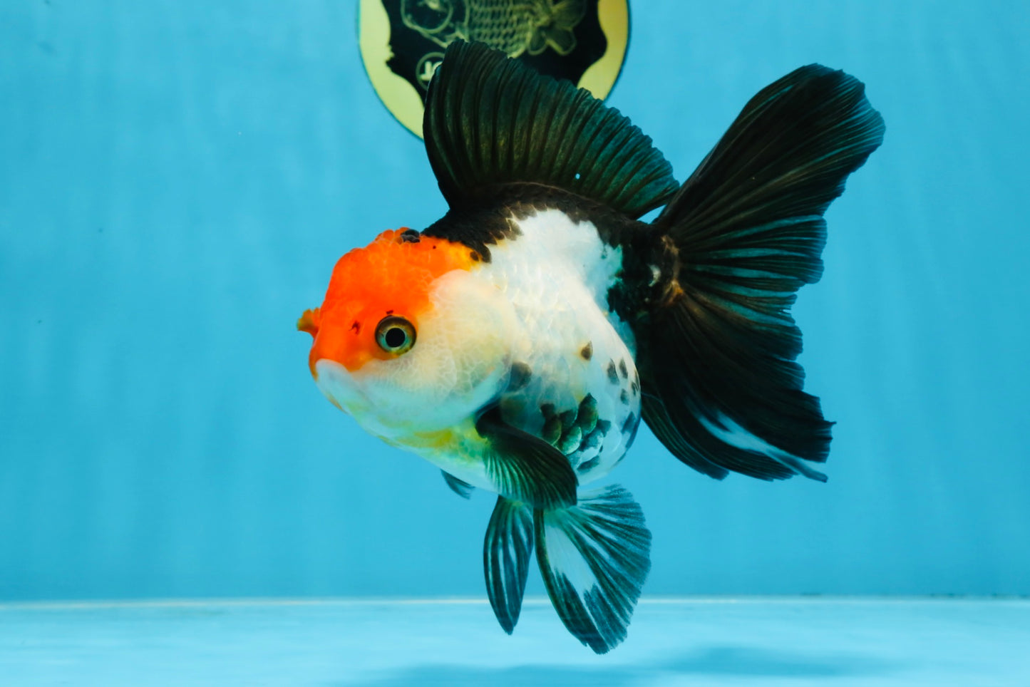 Tricolor Oranda Female 5.5 inches #100325OR_14
