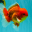 A Grade Strong Body Structure Red White Oranda Male 5-5.5 inches #062626OR_27