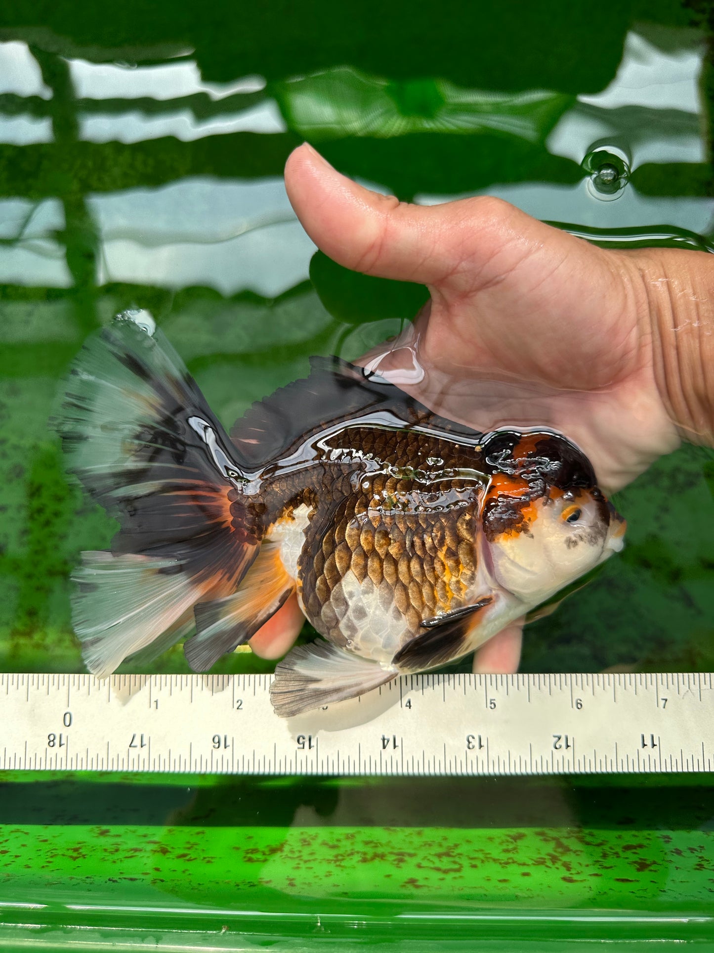 A Grade Chonky Tricolor Oranda Female 6.5 inches #0719OR_05