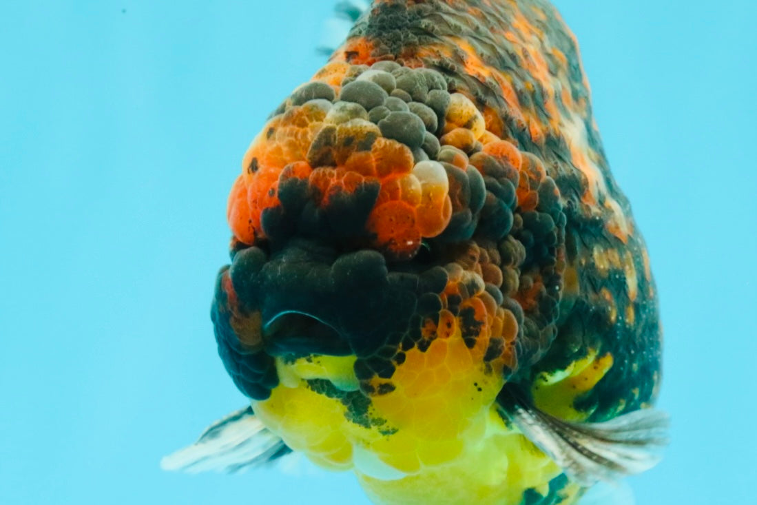 AAA Grade Godzilla Tiger Yuanbao Male 5.5 inches #030626YB_10