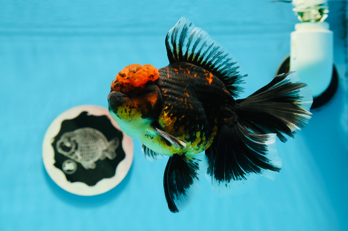 AAA Grade Apache Monster Tiger Rose Tail Oranda Male 5 inches #1201OR_11
