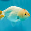 👶 Baby Orange White Duckie Unique Color Mark Lionchu Male 5 inches #0614LC_11