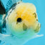 Panda Button Eyes Oranda Male 4.5 inches #0920OR_20