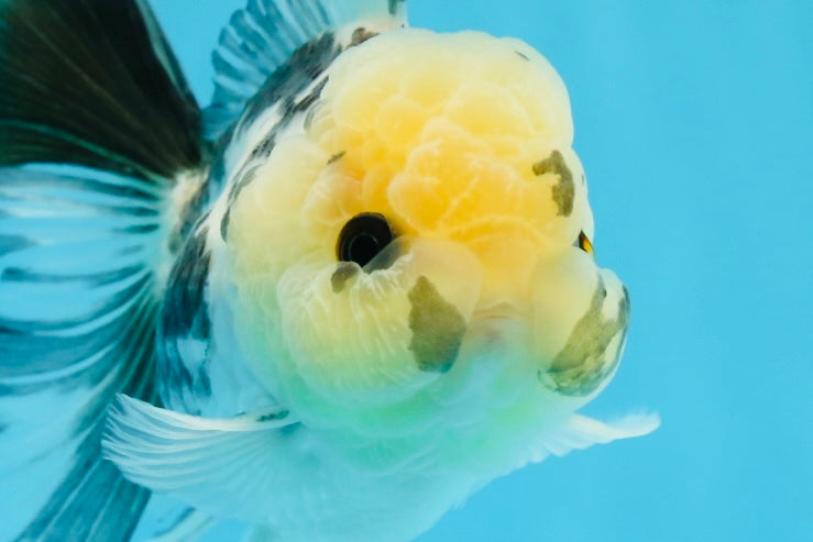 Panda Oranda macho con ojos de botón de 4,5 pulgadas #0920OR_20