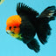 A Grade Red Head Tricolor Oranda Male 5.5-6 inches #030626OR_25
